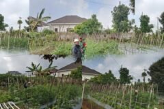 Babinsa Tutur Sertu Hendro berdialog dengan petani tomat di Desa Punging, Kabupaten Pasuruan