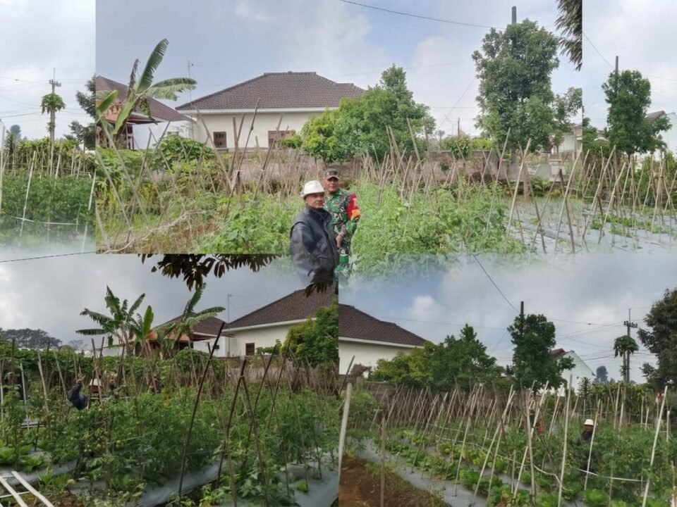 Babinsa Tutur Sertu Hendro berdialog dengan petani tomat di Desa Punging, Kabupaten Pasuruan