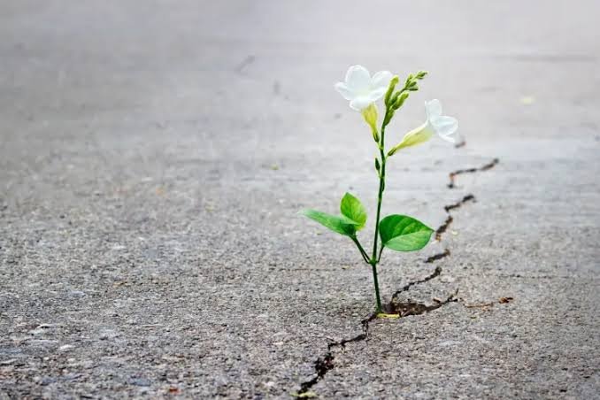 Bunga tumbuh dari retakan aspal melambangkan Post-Traumatic Growth
