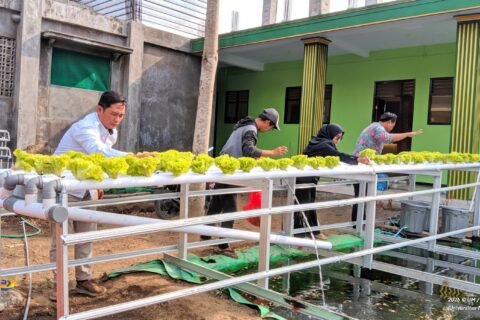 Momen Tim Pengabdian kepada Masyarakat (PkM) Universitas Negeri Malang (UM) saat mengedukasi dan mendampingi para santri Pondok Pesantren Mambaul Abyad, Wajak, dalam mengoperasikan instalasi aquaponik berbasis IoT guna mewujudkan kemandirian pangan pesantren.