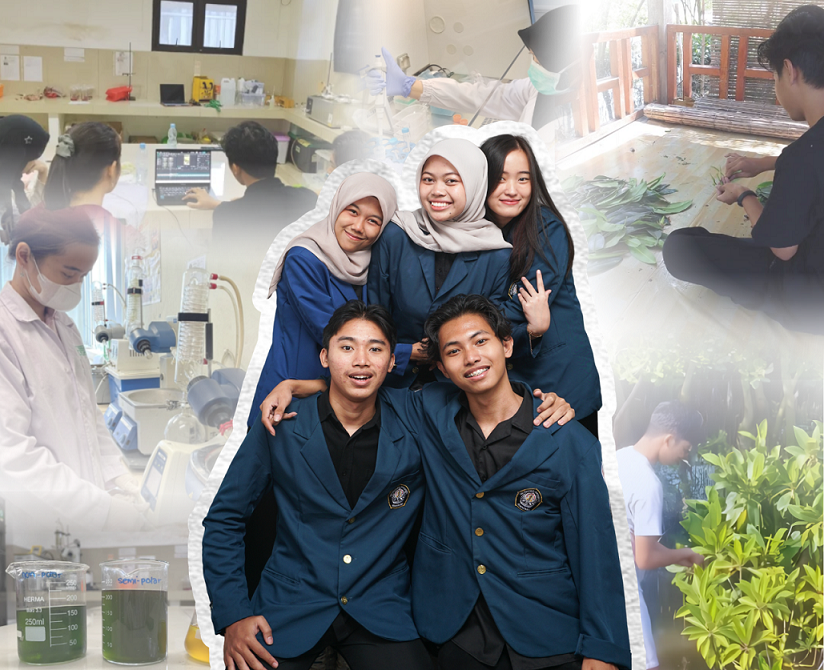 Dokumentasi Mahasiswa Undip Teliti Potensi Daun Mangrove Lindur sebagai Kandidat Antikanker. /Dok.Istimewa