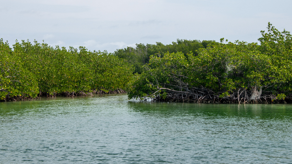 Tanaman Mangrove Lindur/Dok.Istimewa