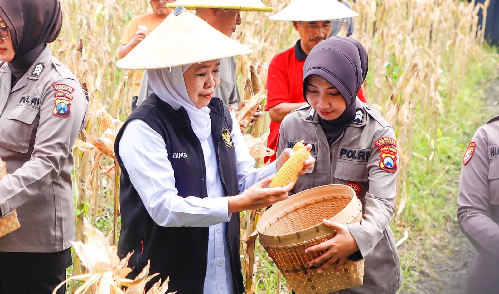 Gubernur Jawa Timur Khofifah Indar Parawansa bersama anggota Polwan saat turun langsung memanen jagung.