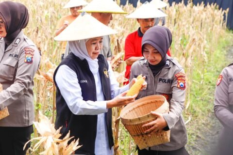 Gubernur Jawa Timur Khofifah Indar Parawansa bersama anggota Polwan saat turun langsung memanen jagung.