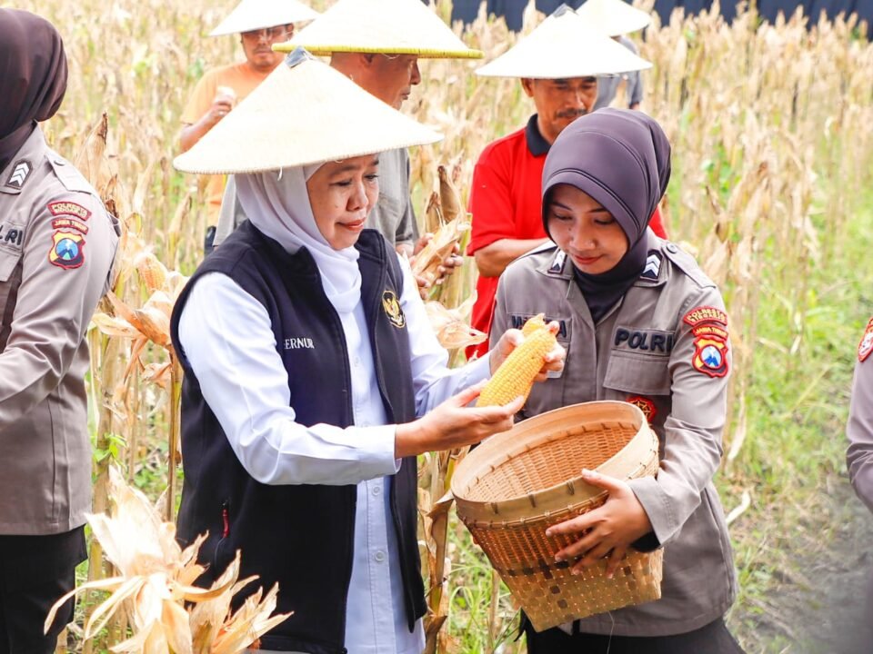 Gubernur Jawa Timur Khofifah Indar Parawansa bersama anggota Polwan saat turun langsung memanen jagung.