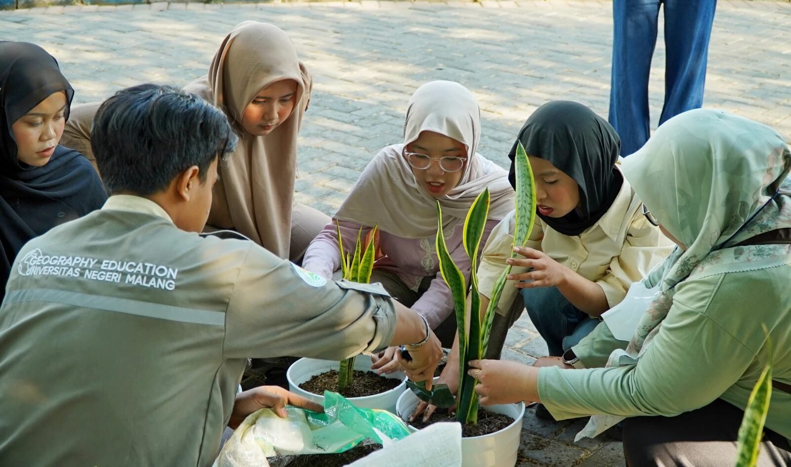 Mahasiswa Universitas Negeri Malang (UM) dari jurusan Pendidikan Geografi sedang bergotong royong menanam Sansevieria dalam pot di area kampus sebagai bagian dari aksi nyata memperingati Hari Ozon Sedunia.