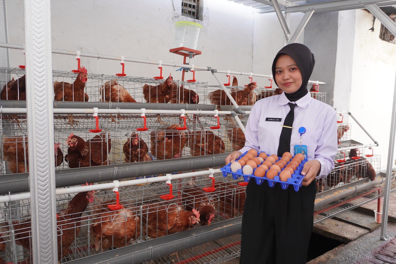 Kemandirian Pangan, Rutan Bangil Laksanakan Panen Telur dari Peternakan Ayam Petelur