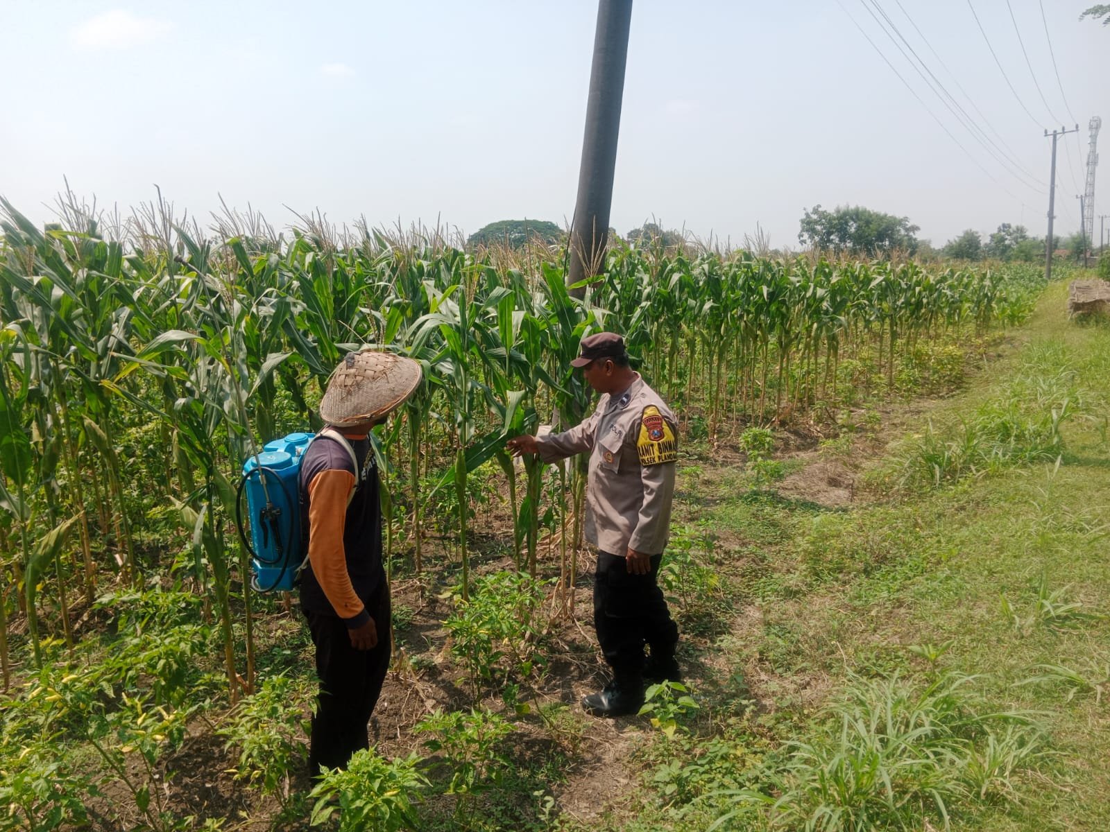 Bhabinkamtibmas Polsek Plandaan Monitoring Tanaman Jagung, Dukung Ketahanan Nasional