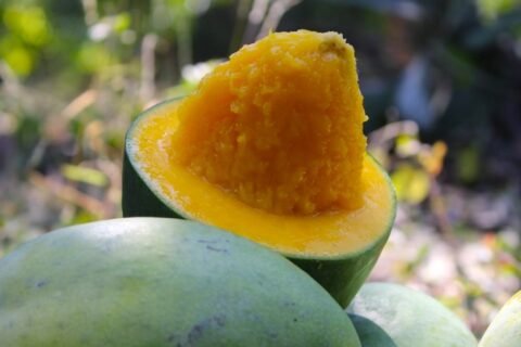 Mangga Alpukat Klonal 21 khas Pasuruan yang manis, segar, dan kaya nutrisi siap panen