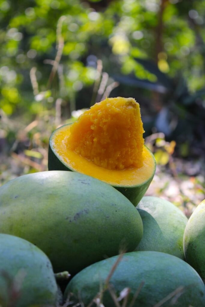 Mangga Alpukat Klonal 21 khas Pasuruan yang manis, segar, dan kaya nutrisi siap panen