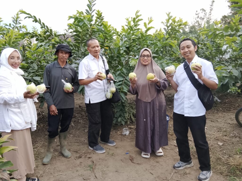 Petani Matsuri bersama rombongan Jatimsatunews di kebun jambu merah Desa Ngabab, Pujon.