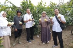 Petani Matsuri bersama rombongan Jatimsatunews di kebun jambu merah Desa Ngabab, Pujon.