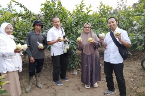 Petani Matsuri bersama rombongan Jatimsatunews di kebun jambu merah Desa Ngabab, Pujon.