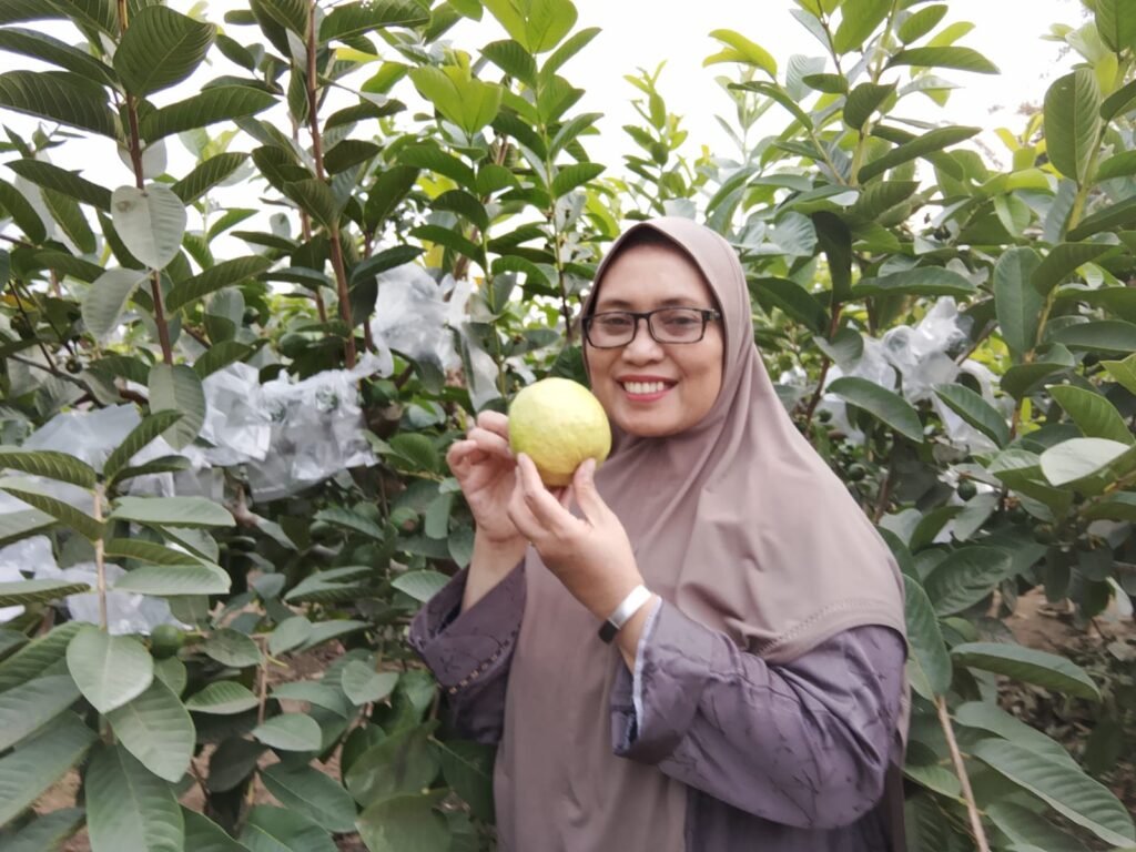 Potret buah jambu merah segar di kebun milik Matsuri.